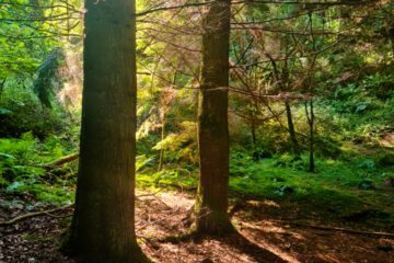 Falls of Clyde Woodland