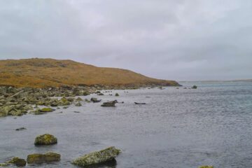 Selkies on Shetland