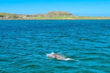 Isle of Mull Dolphins